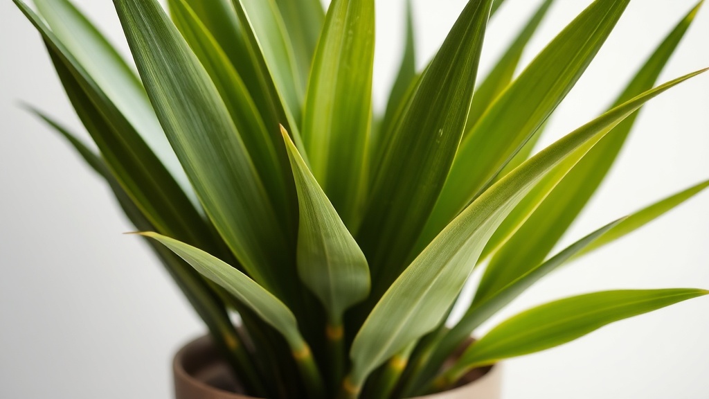 Plant de Pandanus amaryllifolius vivant aux longues feuilles vertes en pot